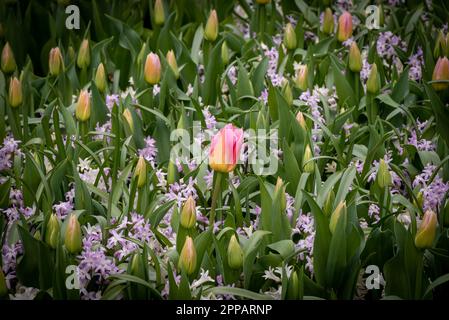 Jardin floral de type Holland par exemple le jardin botanique de Keukenhof. Il y a beaucoup de tulipes partout aux pays-Bas. Banque D'Images