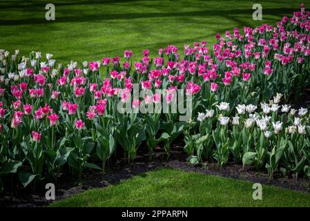 Jardin floral de type Holland par exemple le jardin botanique de Keukenhof. Il y a beaucoup de tulipes partout aux pays-Bas. Banque D'Images