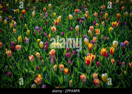 Jardin floral de type Holland par exemple le jardin botanique de Keukenhof. Il y a beaucoup de tulipes partout aux pays-Bas. Banque D'Images