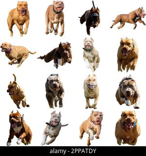 American Staffordshire Terrier chien collage en cours de chasse en ligne droite sur l'appareil photo isolé sur fond blanc à pleine vitesse sur la compétition Banque D'Images