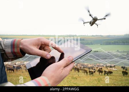 Un agriculteur avec un ordinateur de tablette et un drone inspecte les vaches dans le pâturage. Concept de gestion du troupeau. Banque D'Images