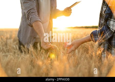 Les agriculteurs touchent les épis de blé sur un champ agricole. Photo de haute qualité Banque D'Images