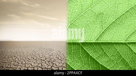 Paysage avec demi-feuille verte et demi désert. Concept de réchauffement climatique. Photo de haute qualité Banque D'Images