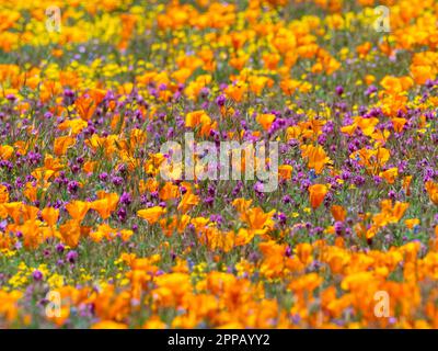 L'incroyable superfloraison de fleurs à la réserve de pavot d'Antelope Valley, près de Lancaster, Los Angeles County, Californie, États-Unis Banque D'Images