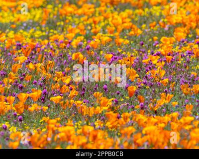 L'incroyable superfloraison de fleurs à la réserve de pavot d'Antelope Valley, près de Lancaster, Los Angeles County, Californie, États-Unis Banque D'Images