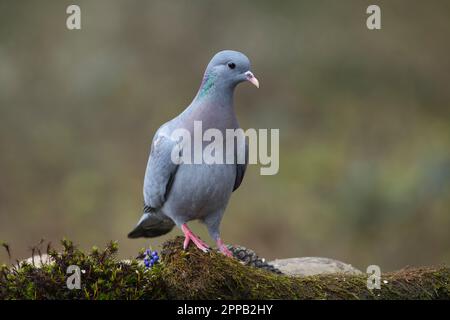 Pigeon colombin (Columba oenas) Banque D'Images