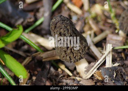 le champignon morel pousse sur le paillis d'écorce Banque D'Images