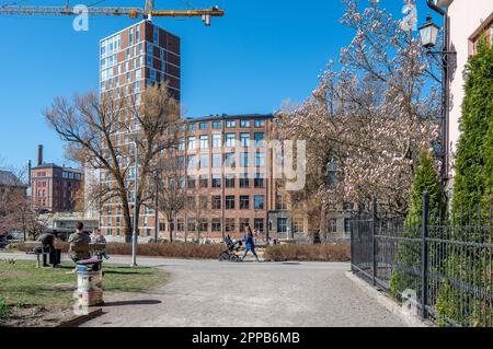 Le Magnolia commence à fleurir dans le parc municipal Stromparken au printemps à Norrkoping, en Suède. Norrkoping est une ville industrielle historique. Banque D'Images