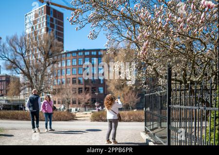 Le Magnolia commence à fleurir dans le parc municipal Stromparken au printemps à Norrkoping, en Suède. Norrkoping est une ville industrielle historique. Banque D'Images