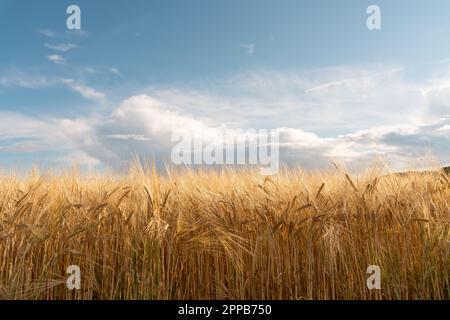 Les oreilles mûres de blé sont de couleur dorée. Oreilles mûres d'orge dorée. Matières premières pour la production de whisky. Banque D'Images