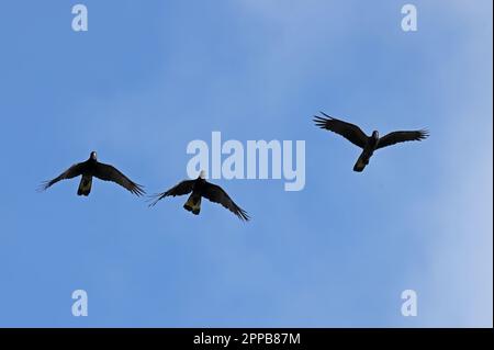 Black-Cockatoo à queue jaune (Zanda funerea funerea) trois adultes en vol au sud-est du Queensland, en Australie. Mars Banque D'Images