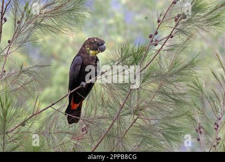 Noir brillant-cocatoo (Calyptorhynchus lathami lathami) adulte femelle perchée sur la branche sud-est du Queensland, Australie. Mars Banque D'Images