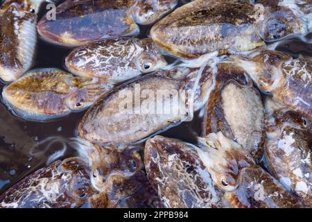Calmar européen, calmar commun, Loligo vulgaris, seiche à vendre sur le marché de Catane, Sicile, Italie Banque D'Images