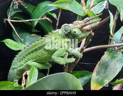 Gros plan d’un chameleon vert de Jackson sur un arbre Banque D'Images