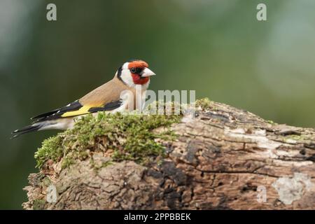 Un Goldfinch européen (Carduelis carduelis) perché sur une bûche couverte de mousse dans un bois britannique Banque D'Images