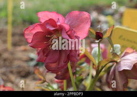 Gros plan fleurs helleborus orientalis dans la nature Banque D'Images