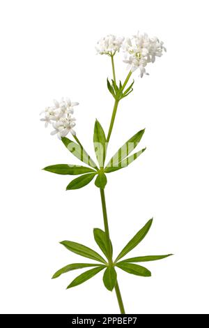 Branche de plante de woodruff douce et verte fraîche avec des fleurs isolées sur fond blanc Banque D'Images