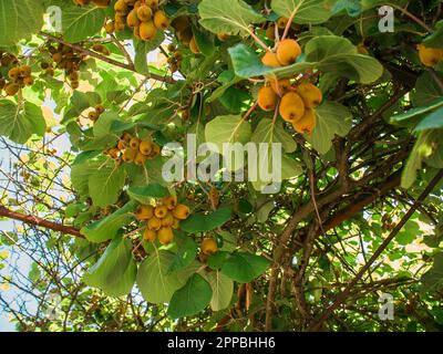 Saison de cueillette des kiwis. Kiwi sur une plantation de kiwi avec d'énormes grappes de fruits. Jardin avec arbres et fruits biologiques. Végétalien et jardinage Banque D'Images