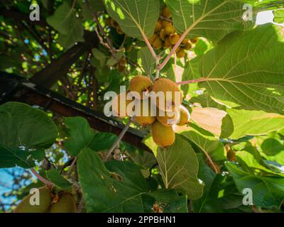 Saison de cueillette des kiwis. Kiwi sur une plantation de kiwi avec d'énormes grappes de fruits. Jardin avec arbres et fruits biologiques. Végétalien et jardinage Banque D'Images