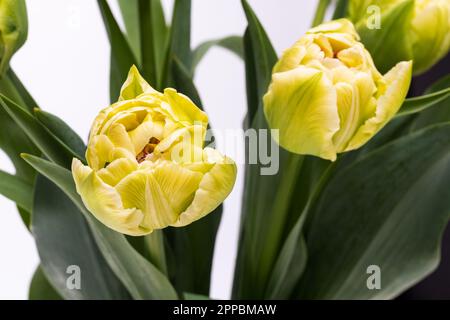 Elégant doux et crémeux bouquet de tulipes de Vérone sur fond blanc. Tulipes printanières en gros plan. Banque D'Images