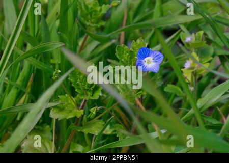 Veronica persica dans la prairie Banque D'Images