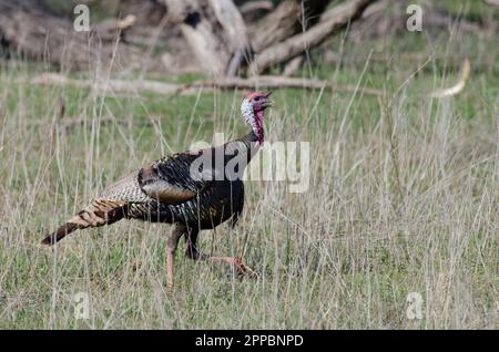 Wild Turkey, Meleagris gallopavo, homme Banque D'Images