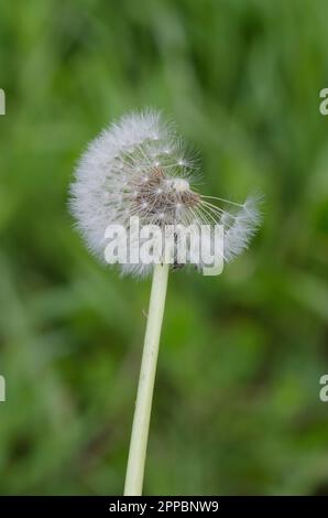 Pissenlit commun, Taraxacum officinale, graines de la tête de fructification dans le vent élevé Banque D'Images