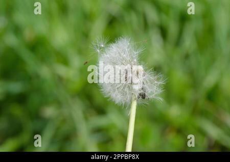 Pissenlit commun, Taraxacum officinale, graines de la tête de fructification dans le vent élevé Banque D'Images