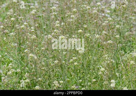 La Purse de Shepherd's, Capsella bursa-pastoris Banque D'Images