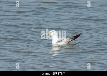 Mouette à bec, Larus delawarensis, avalant des proies de poisson fraîchement pêchées Banque D'Images