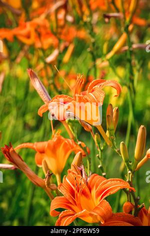 Belle fleur de lilly orange sur un fond flou. Rouille jour dans les paysages d'été. Photo avec une faible profondeur de champ. Banque D'Images
