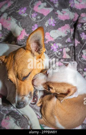 Jack Russel et Pitbull terrier, chien de race marron et blanc, Cape Town, Afrique du Sud Banque D'Images
