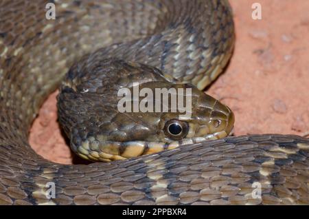 Serpent d'eau à ventre plat, Nerodia erythrogaster Banque D'Images