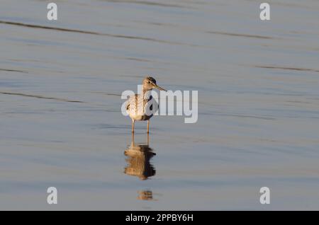 Grand Yellowlegs, Tringa melanoleuca, en lumière tardive Banque D'Images