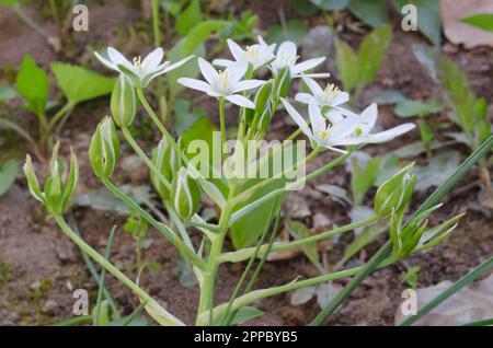 Star-jardin de Bethléem, Ornithogalum umbellatum Banque D'Images