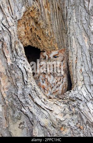 Eastern Screech-Owl assis dans une gouge d'arbres, Canada Banque D'Images