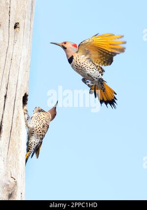 Portrait de famille de Northern flickers, Québec, Canada Banque D'Images