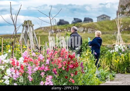 Fleurs de pois doux en pleine croissance, jardin de fleurs de Gertrude Jekyll, Île Sainte de Lindisfarne, Northumberland, Angleterre, Royaume-Uni Banque D'Images