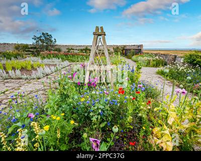 Fleurs dans le jardin fleuri de Gertrude Jekyll avec pois doux, fleurs de maïs et coquelicots, Île Sainte de Lindisfarne, Northumberland, Angleterre, Royaume-Uni Banque D'Images