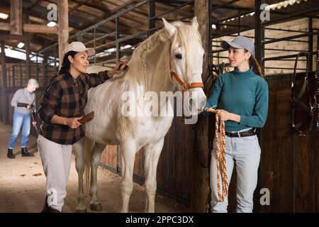 Les travailleuses se brossant après avoir fait du cheval de course blanc en stable Banque D'Images