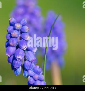 Jacinthes de raisin à fleurs, muscari, au printemps Banque D'Images