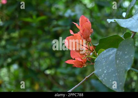 Un bouquet de fleurs de Bougainvillea de couleur orange rougeâtre qui fleurit sur une branche dans le jardin Banque D'Images