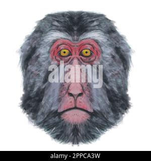 Illustration numérique de la tête de singe (macaque) sur fond blanc. Aquarelles. Animaux d'Horoscope chinois Banque D'Images