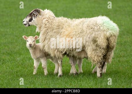 Le mouton mule de Swaledale avec son mignon petit agneau regardant l'appareil photo et se tenait dans un pré vert. Concept: L'amour d'une mère. Arrière-plan propre et vert Banque D'Images