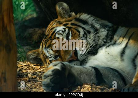 Le tigre de Sibérie ou tigre d'Amour qui repose sur le sol à l'ombre Banque D'Images