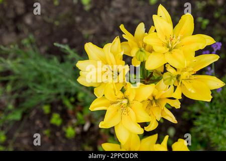 Lys hybrides asiatiques jaunes. Bouquet de fleurs fraîches poussant dans le jardin d'été.fleurs en fleurs en fleurs. Jour ensoleillé d'été.les lilies fleurissent dans le jardin. Banque D'Images