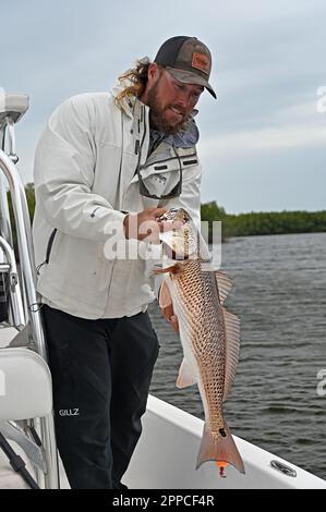 Un pêcheur à la ligne admire une jolie prise des appartements et des îles au large de Crystal River dans le comté de Citrus ! Gros poisson ! Banque D'Images