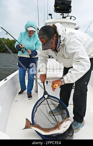 Un pêcheur à la ligne admire une jolie prise des appartements et des îles au large de Crystal River dans le comté de Citrus ! Gros poisson ! Banque D'Images