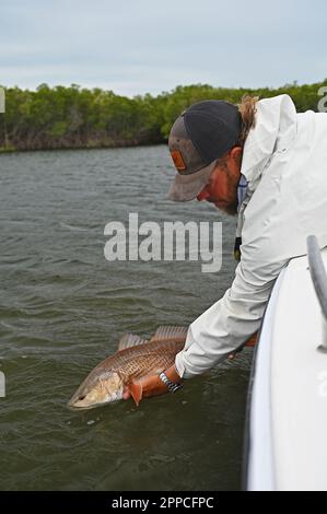 Un pêcheur à la ligne admire une jolie prise des appartements et des îles au large de Crystal River dans le comté de Citrus ! Gros poisson ! Banque D'Images