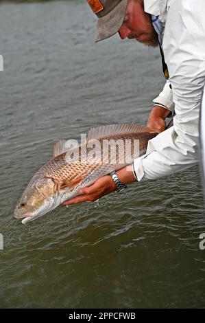 Un pêcheur à la ligne admire une jolie prise des appartements et des îles au large de Crystal River dans le comté de Citrus ! Gros poisson ! Banque D'Images